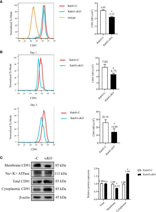 https://cdn.ncbi.nlm.nih.gov/pmc/blobs/fbd7/8980266/78746d6f310b/fimmu-13-767630-g005.jpg