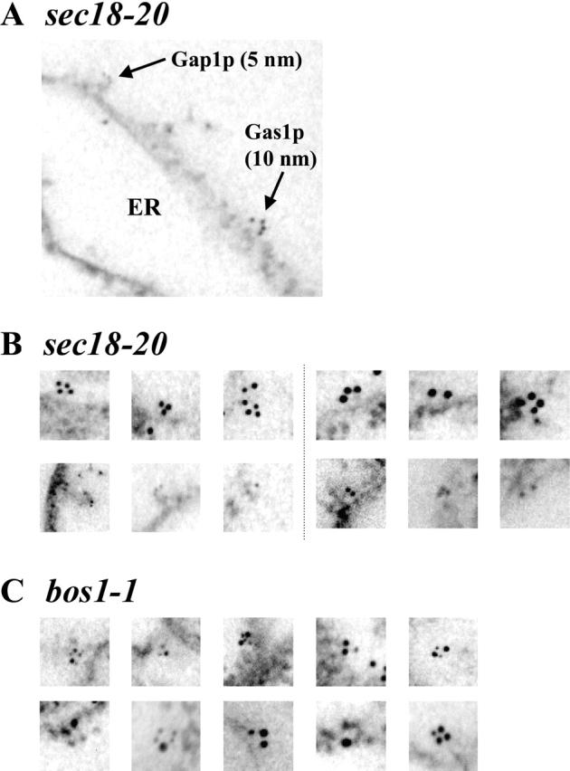 https://cdn.ncbi.nlm.nih.gov/pmc/blobs/fbd8/2172695/4e3788dcb2aa/200212101f4.jpg