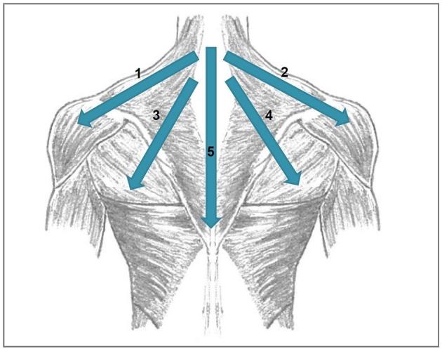 https://cdn.ncbi.nlm.nih.gov/pmc/blobs/fbd8/5826218/8702e93d4d74/fnins-12-00068-g0002.jpg