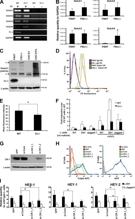 https://cdn.ncbi.nlm.nih.gov/pmc/blobs/fbd9/2779239/79674cbb3ac4/JCB_200905105_RGB_Fig5.jpg