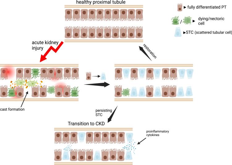 https://cdn.ncbi.nlm.nih.gov/pmc/blobs/fbdb/10914483/7d6fe081cfa8/gr7.jpg