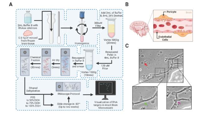 https://cdn.ncbi.nlm.nih.gov/pmc/blobs/fbdc/11513094/e21975c34b9f/41598_2024_77501_Fig1_HTML.jpg