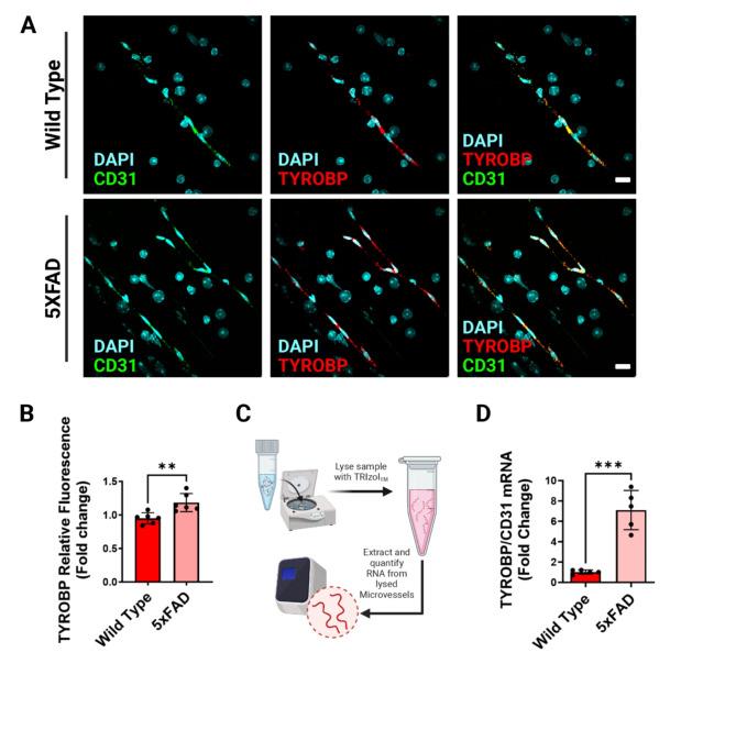 https://cdn.ncbi.nlm.nih.gov/pmc/blobs/fbdc/11513094/f0351a7b4f89/41598_2024_77501_Fig4_HTML.jpg