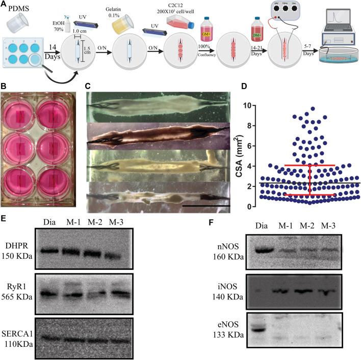 https://cdn.ncbi.nlm.nih.gov/pmc/blobs/fbdd/9421439/43b6ee79497b/fphys-13-946682-g001.jpg