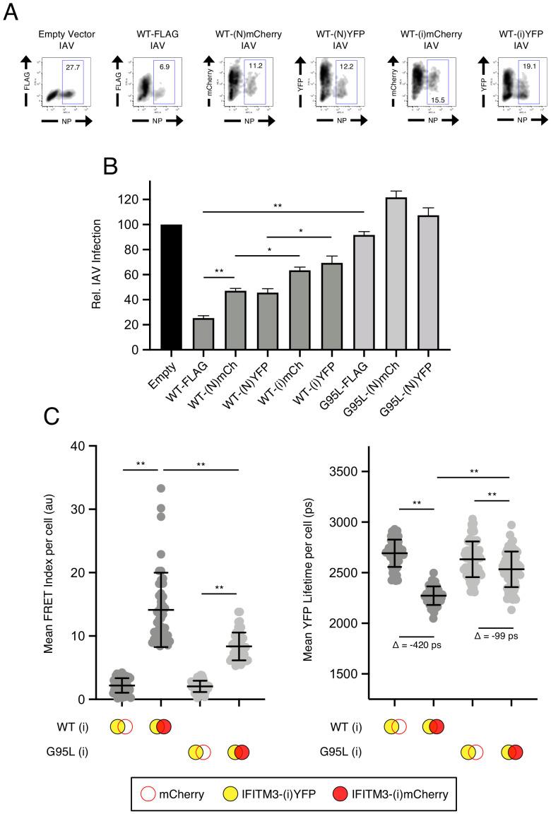https://cdn.ncbi.nlm.nih.gov/pmc/blobs/fbdf/7665892/005cd7359767/elife-58537-fig4-figsupp2.jpg
