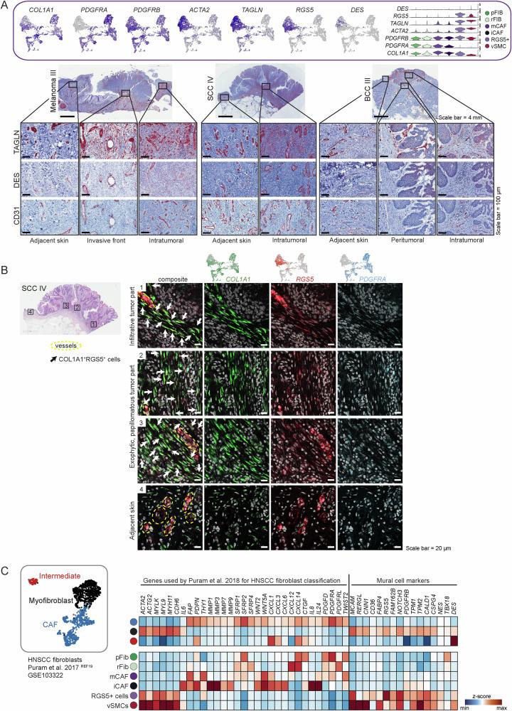 https://cdn.ncbi.nlm.nih.gov/pmc/blobs/fbe2/11549091/8e21d5f55d67/41467_2024_53908_Fig4_HTML.jpg