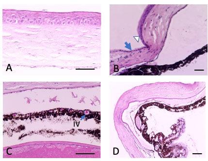 https://cdn.ncbi.nlm.nih.gov/pmc/blobs/fbe3/10784216/3d084154d18b/mv-v29-256-f4.jpg
