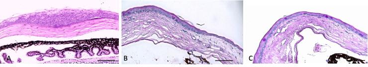 https://cdn.ncbi.nlm.nih.gov/pmc/blobs/fbe3/10784216/535f75500d2c/mv-v29-256-f5.jpg