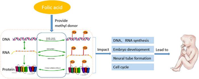 https://cdn.ncbi.nlm.nih.gov/pmc/blobs/fbe4/9784971/7d68a7e71749/j_biol-2022-0504-fig003.jpg