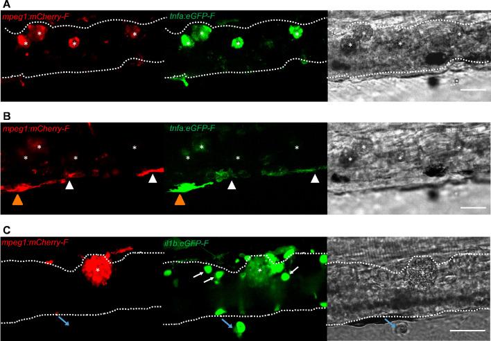 https://cdn.ncbi.nlm.nih.gov/pmc/blobs/fbe7/8238505/24dc7722440c/elife-64520-fig8.jpg