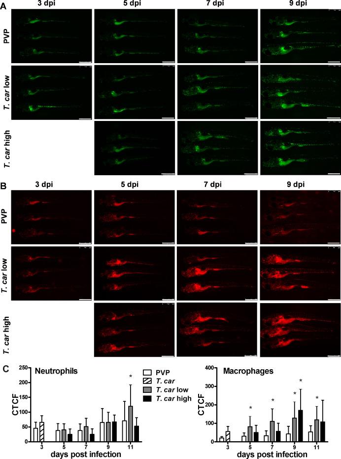 https://cdn.ncbi.nlm.nih.gov/pmc/blobs/fbe7/8238505/fb216c23b780/elife-64520-fig3.jpg