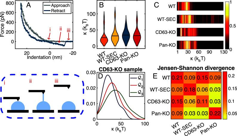 https://cdn.ncbi.nlm.nih.gov/pmc/blobs/fbe8/12037009/0377341bd9b7/pnas.2414174122fig04.jpg