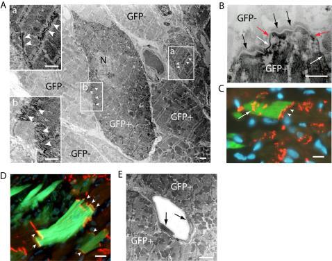 https://cdn.ncbi.nlm.nih.gov/pmc/blobs/fbe9/2262151/759fe885d02c/pone.0001789.g005.jpg