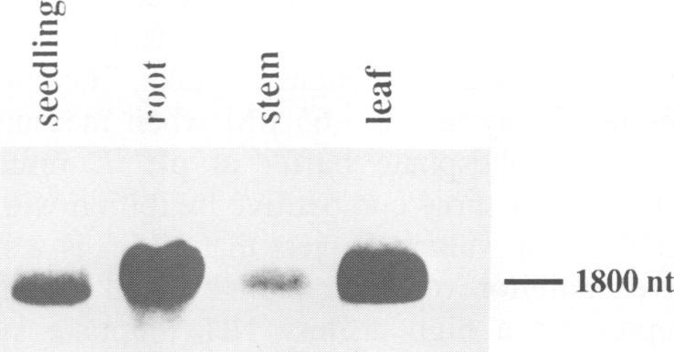 https://cdn.ncbi.nlm.nih.gov/pmc/blobs/fbea/395249/16dba8b21d87/emboj00063-0061-b.jpg