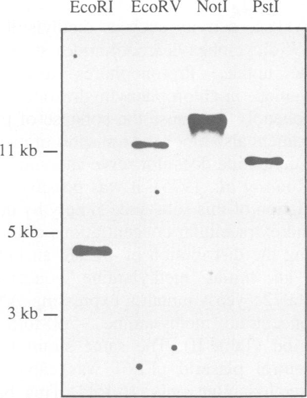 https://cdn.ncbi.nlm.nih.gov/pmc/blobs/fbea/395249/7e7f0393350b/emboj00063-0061-a.jpg