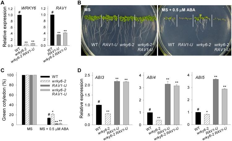 https://cdn.ncbi.nlm.nih.gov/pmc/blobs/fbea/4734665/af2da4bf7ff9/pgen.1005833.g009.jpg