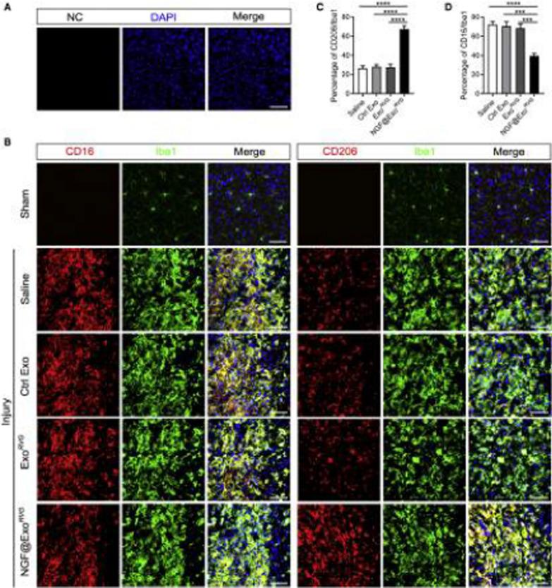https://cdn.ncbi.nlm.nih.gov/pmc/blobs/fbef/11225225/09bd5723459e/12951_2024_2634_Fig5_HTML.jpg