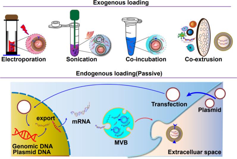 https://cdn.ncbi.nlm.nih.gov/pmc/blobs/fbef/11225225/b32fc6f288a3/12951_2024_2634_Fig3_HTML.jpg