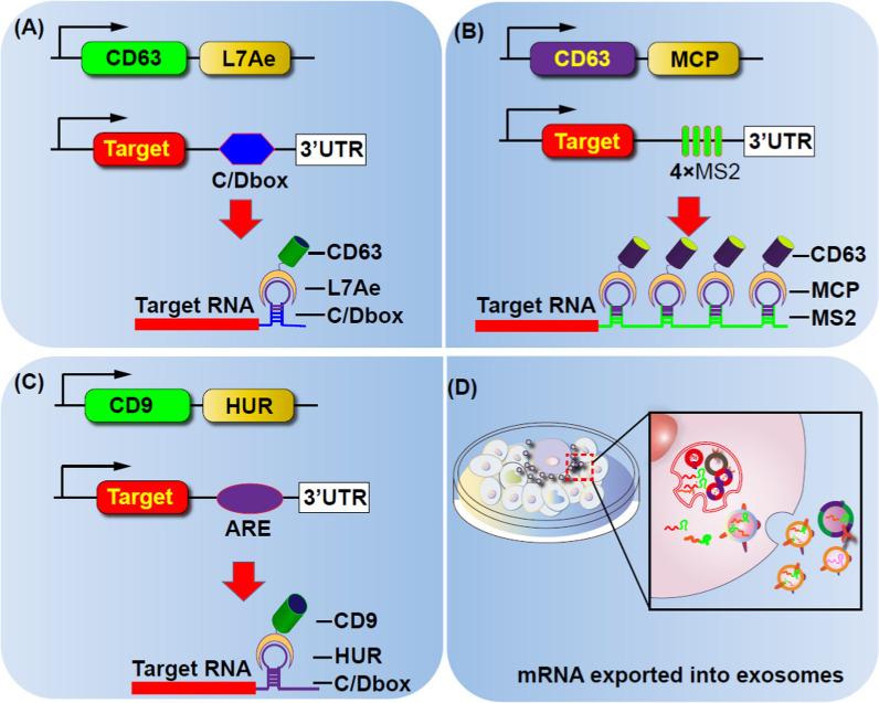 https://cdn.ncbi.nlm.nih.gov/pmc/blobs/fbef/11225225/b8778f89eb00/12951_2024_2634_Fig2_HTML.jpg