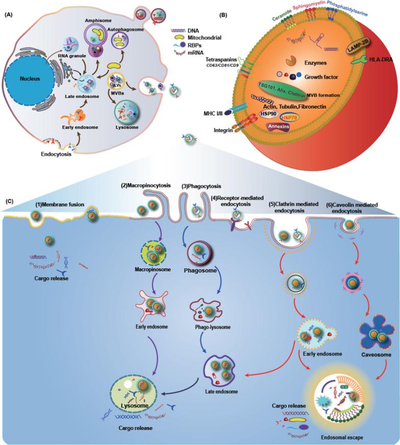 https://cdn.ncbi.nlm.nih.gov/pmc/blobs/fbef/11225225/d638547c1a4f/12951_2024_2634_Fig1_HTML.jpg