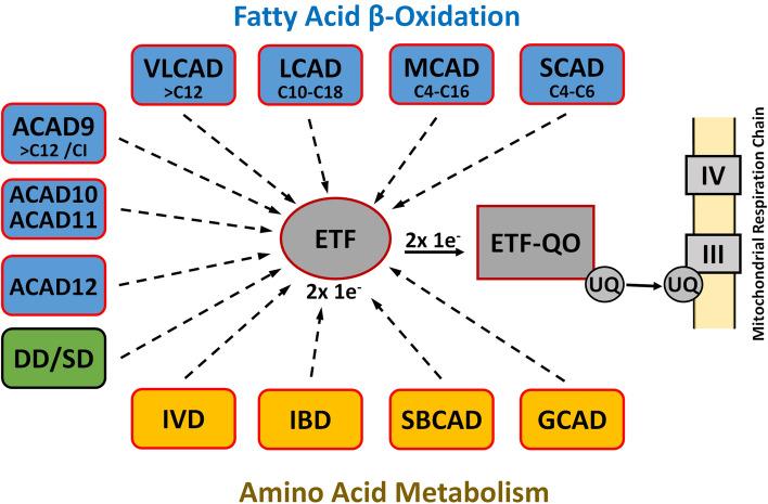 https://cdn.ncbi.nlm.nih.gov/pmc/blobs/fbf1/11153573/b04873cd86ce/41598_2024_63027_Fig1_HTML.jpg