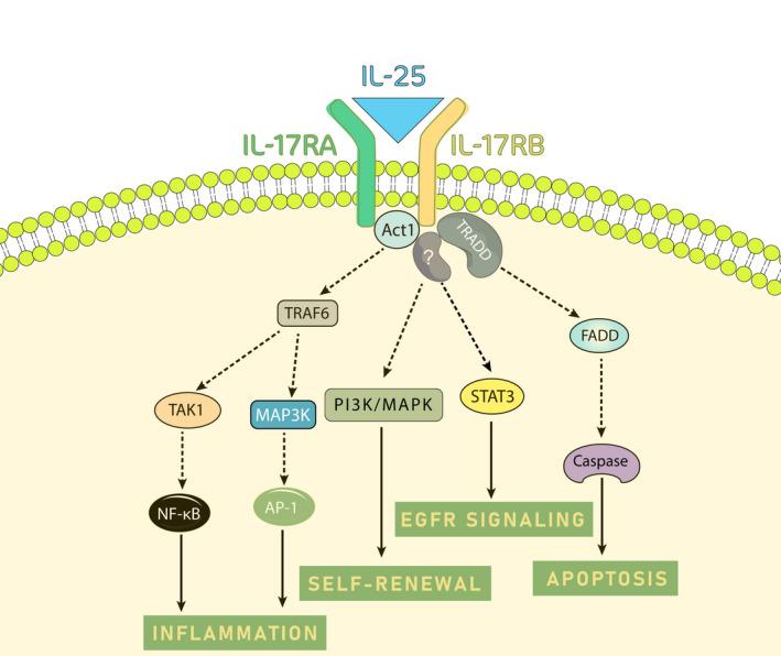 https://cdn.ncbi.nlm.nih.gov/pmc/blobs/fbf1/8335817/65de801992f7/CAM4-10-5191-g001.jpg