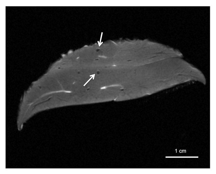 https://cdn.ncbi.nlm.nih.gov/pmc/blobs/fbf7/4010569/2b59f4ea7608/isl-5-179-g1.jpg