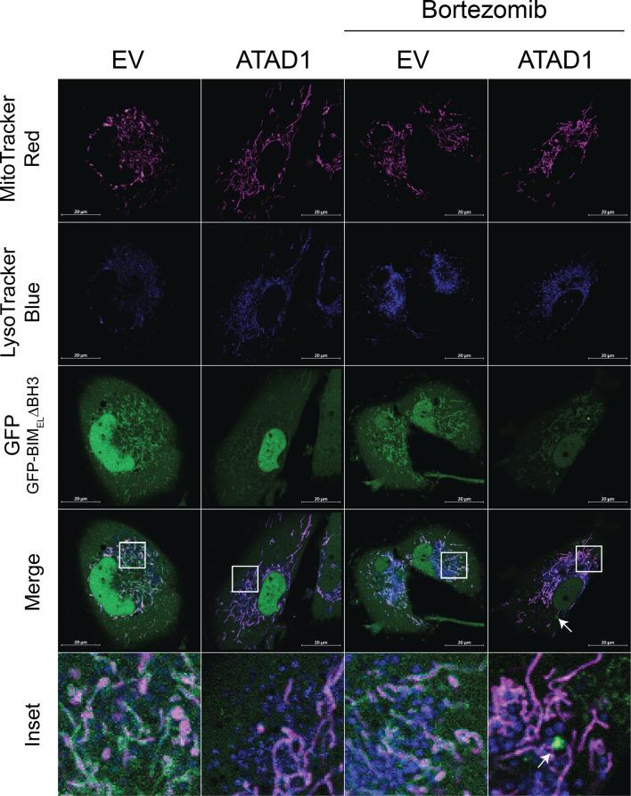 https://cdn.ncbi.nlm.nih.gov/pmc/blobs/fbfc/9815822/0f0490e297d8/elife-82860-fig2-figsupp9.jpg
