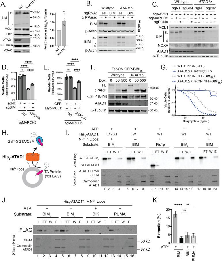 https://cdn.ncbi.nlm.nih.gov/pmc/blobs/fbfc/9815822/368cb2dfd838/elife-82860-fig2.jpg