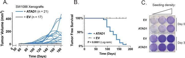 https://cdn.ncbi.nlm.nih.gov/pmc/blobs/fbfc/9815822/47e6e02c13d3/elife-82860-fig4-figsupp2.jpg