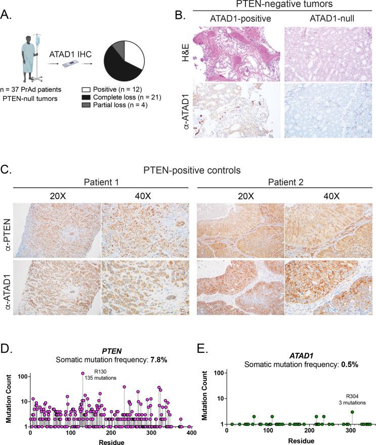 https://cdn.ncbi.nlm.nih.gov/pmc/blobs/fbfc/9815822/5b9e4861f371/elife-82860-fig1-figsupp1.jpg