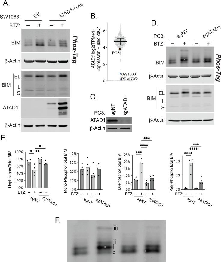 https://cdn.ncbi.nlm.nih.gov/pmc/blobs/fbfc/9815822/61f83d5aa024/elife-82860-fig3-figsupp1.jpg