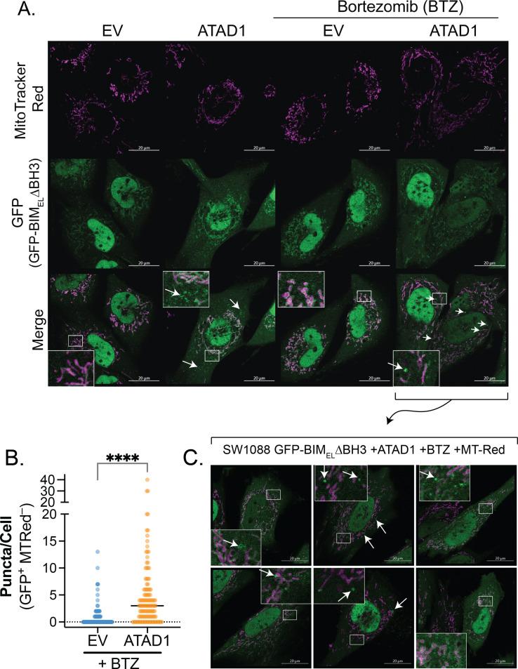 https://cdn.ncbi.nlm.nih.gov/pmc/blobs/fbfc/9815822/712d28cb1d52/elife-82860-fig2-figsupp6.jpg