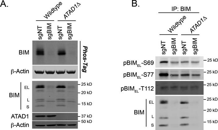 https://cdn.ncbi.nlm.nih.gov/pmc/blobs/fbfc/9815822/7a93d77345c5/elife-82860-fig2-figsupp1.jpg