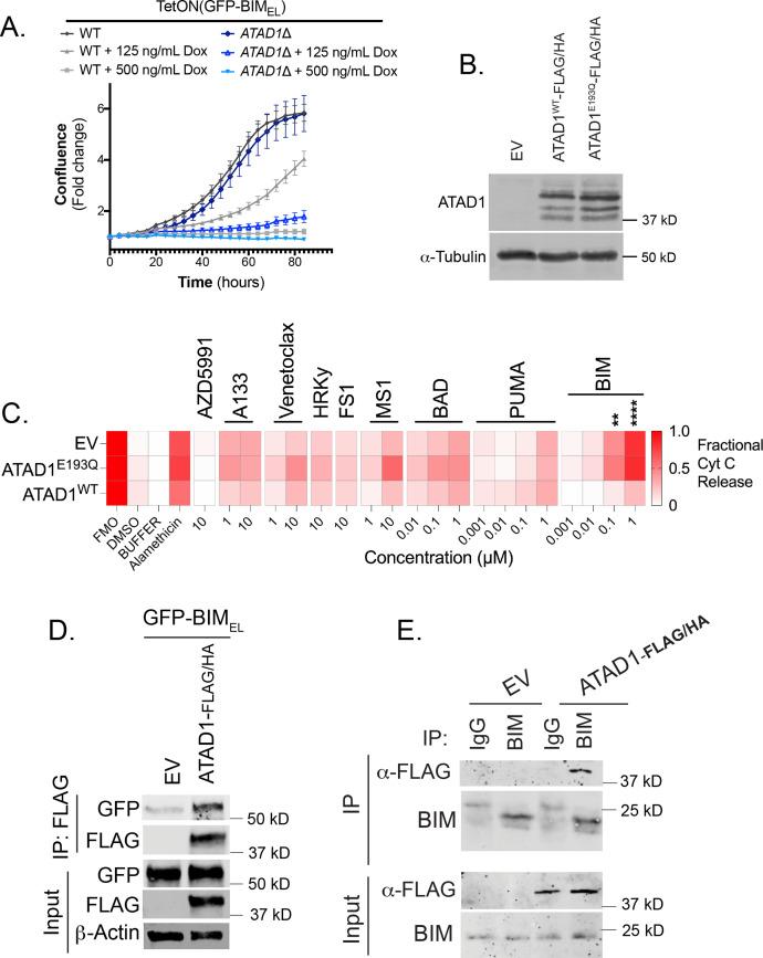 https://cdn.ncbi.nlm.nih.gov/pmc/blobs/fbfc/9815822/8ea2ce6611da/elife-82860-fig2-figsupp3.jpg