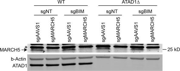 https://cdn.ncbi.nlm.nih.gov/pmc/blobs/fbfc/9815822/97e58d5b1c90/elife-82860-sa2-fig10.jpg