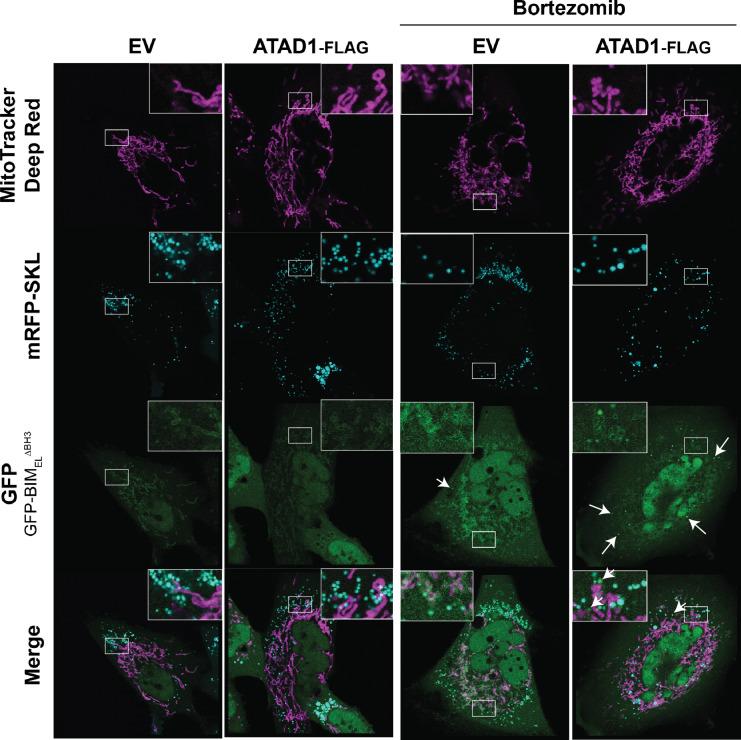 https://cdn.ncbi.nlm.nih.gov/pmc/blobs/fbfc/9815822/9c29fa4f92d8/elife-82860-fig2-figsupp8.jpg