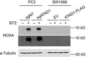 https://cdn.ncbi.nlm.nih.gov/pmc/blobs/fbfc/9815822/d4228e2dde41/elife-82860-sa2-fig2.jpg