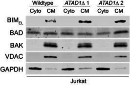 https://cdn.ncbi.nlm.nih.gov/pmc/blobs/fbfc/9815822/de4e6c3bb8aa/elife-82860-sa2-fig5.jpg