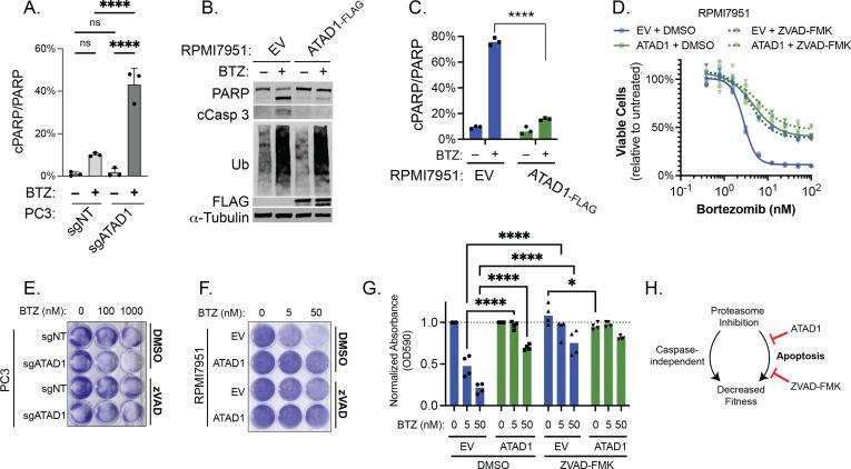 https://cdn.ncbi.nlm.nih.gov/pmc/blobs/fbfc/9815822/f3d08b9f5fea/elife-82860-fig3-figsupp3.jpg