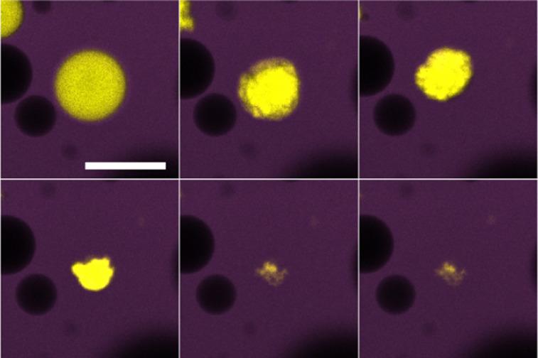 https://cdn.ncbi.nlm.nih.gov/pmc/blobs/fbfd/10718171/0b89148e84fb/d3sm00856h-f6.jpg