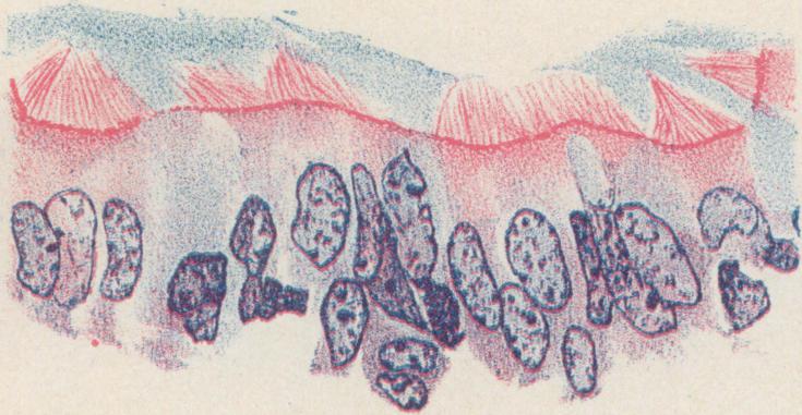 https://cdn.ncbi.nlm.nih.gov/pmc/blobs/fc04/2099104/8fa1b735b8a6/jmedres00061-0012-c.jpg