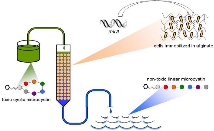 https://cdn.ncbi.nlm.nih.gov/pmc/blobs/fc04/4147588/8dbf5d623e5c/toxins-06-02379-g001.jpg