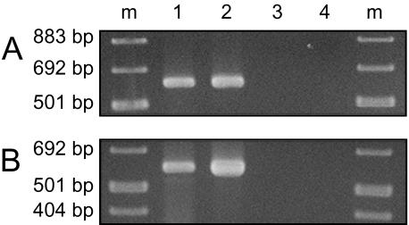 https://cdn.ncbi.nlm.nih.gov/pmc/blobs/fc05/1513512/4dbf996c7005/mmi060-1534-f5.jpg
