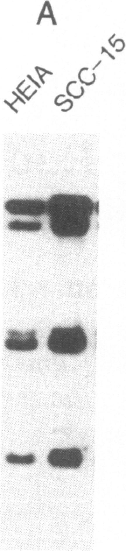 https://cdn.ncbi.nlm.nih.gov/pmc/blobs/fc07/423669/b58d4a8d9dc6/jcinvest00120-0312-b.jpg
