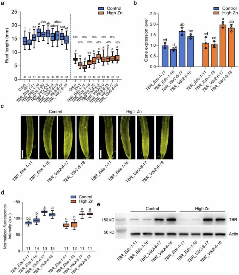 https://cdn.ncbi.nlm.nih.gov/pmc/blobs/fc09/11239920/7bc83d02891c/41467_2024_50106_Fig4_HTML.jpg