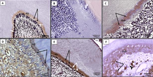 https://cdn.ncbi.nlm.nih.gov/pmc/blobs/fc0a/11603265/22aa6b2fbddd/41598_2024_80601_Fig2_HTML.jpg