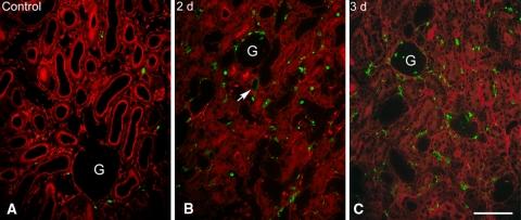 https://cdn.ncbi.nlm.nih.gov/pmc/blobs/fc0a/2413112/53c68ea5c18e/418_2008_433_Fig11_HTML.jpg