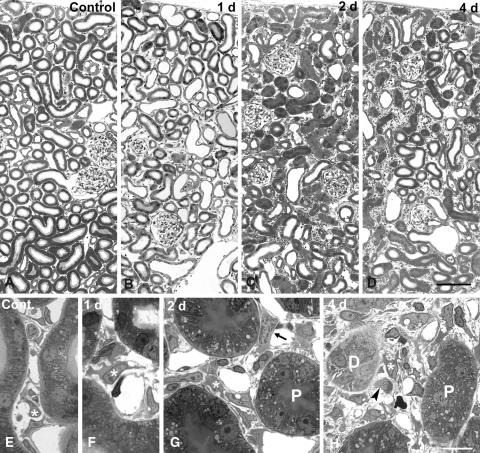https://cdn.ncbi.nlm.nih.gov/pmc/blobs/fc0a/2413112/e601d803270c/418_2008_433_Fig1_HTML.jpg