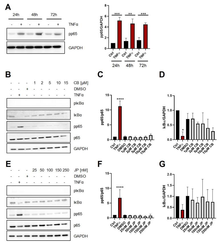 https://cdn.ncbi.nlm.nih.gov/pmc/blobs/fc13/8268250/1f3e25b5f14d/ijms-22-07171-g001.jpg